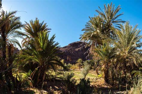 Excursion en calèche et visite de la Vallée De Dades et Oasis de Fint Ouarzazate